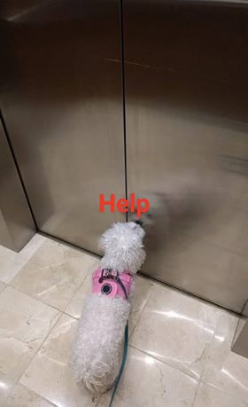 Dog at closed elevator door. Caption: "Help"